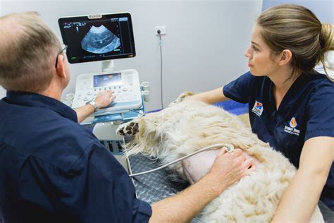 central vet imaging